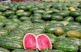 KIŞLIK KARPUZ ALTINLA YARIŞIYOR