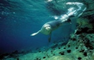 AKDENİZ FOKLARININ YAŞAM ALANI TEHLİKEDE