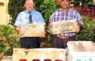 ALANYA'DA 287 TON BAL ÜRETİLDİ