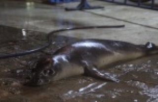 FIRTINA’DA YOLUNU KAYBEDEN AKDENİZ FOKU KIYIYA...