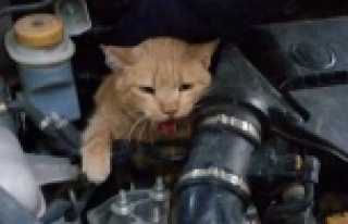 ISINMAK İÇİN ARAÇ MOTORUNA GİREN KEDİYİ ZOR...