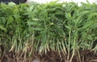 ALANYA'DA BİN 21 KÖK HİNT KENEVİRİ