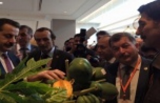 ALANYA PAPAYASINA BAKAN İLGİSİ