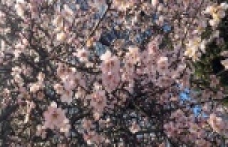 BADEM AĞAÇLARI BEYAZA BÜRÜNDÜ