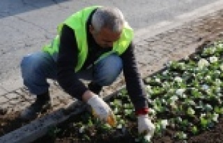 BÜYÜKŞEHİR'DEN 2 MİLYON ÇİÇEK