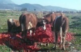 'DOMATES TARLADA 70 KURUŞ TEZGAHTA 5 LİRA'