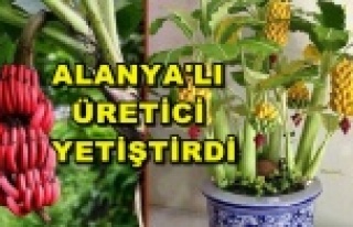 GÖRENLERİ ŞAŞIRTAN KIRMIZI MUZ