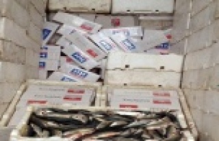 KOKMUŞ BALIKLAR ARASINDA KAÇAKÇILIK