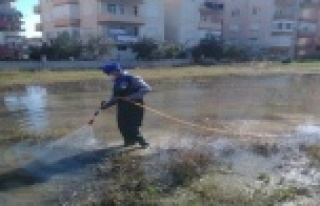 SAZLIK VE GÖLETLERE SİNEK BASKINI