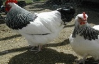 ÇİFTLİĞİ İÇİN 7 ÜLKEDEN TAVUK