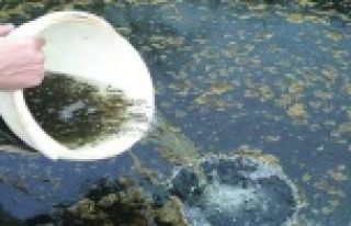 SİNEĞE KARŞI BALIKLI MÜCADELE