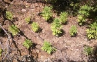 KENEVİR BAHÇESİNE JANDARMA BASKINI