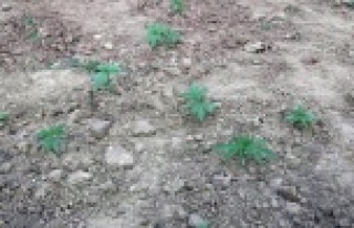 MEZARLIĞI KENEVİR BAHÇESİ YAPMIŞLAR