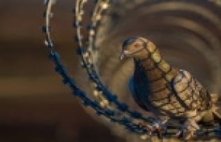 12. ALANYA ULUSAL FOTOĞRAF YARIŞMASI SONA ERDİ