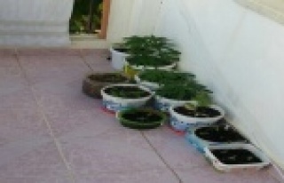 HİNT KENEVİRİNE POLİS BASKINI