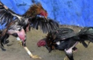 HOROZ DÖVÜŞÜNE POLİS BASKINI