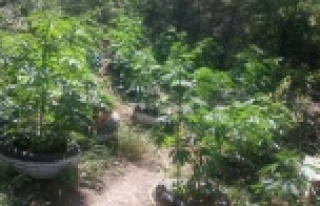 LASTİK SAKSIDA BİN 642 KÖK KENEVİR