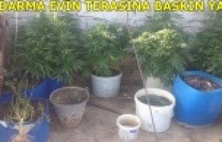 TERASTA SAKSILAR İÇİNDE HİNT KENEVİRİ