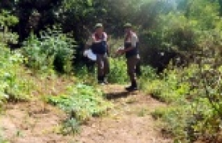 UYUŞTURUCU OPERASYONU