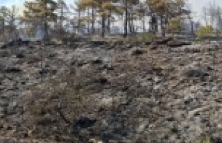 8 HEKTARLIK ORMAN ARAZİSİ ZARAR GÖRDÜ