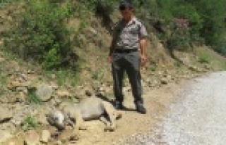 YABANİ KURT ÖLÜ BULUNDU