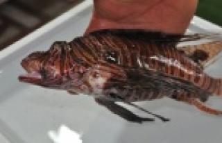 ZEHİRLİ ASLAN BALIĞI AĞLARA TAKILDI