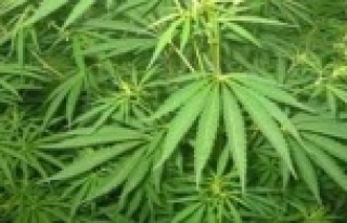 ALANYA'DA UYUŞTURUCU OPERASYONU