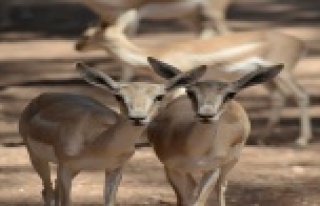 HAYVANAT BAHÇESİ ZİYARETÇİ AKININA UĞRADI