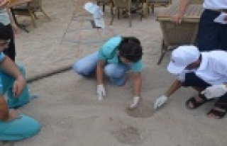 YAVRU CARETTA CARETTA'LAR DENİZDE BULUŞTU