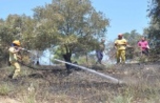 ZEYTİN AĞAÇLARI YANGIN KURBANI