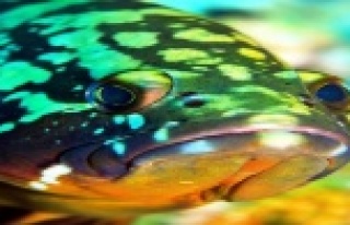 BU BALIĞA DOKUNAN YANACAK