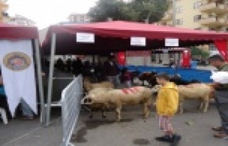 KURBAN SATIŞ YERLERİ BELİRLENDİ