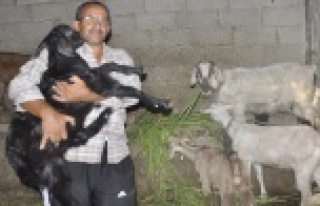 TEK MAL VARLIĞI OLAN KEÇİLERİNİ BAĞIŞLIYOR