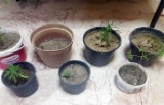 UYUŞTURUCU OPERASYONU