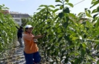 10 bin turunç fidanı ürettiler
