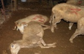 61 KOYUN İZİNSİZ YAPILAN EKSTRA AYDINLATMAYA KURBAN...