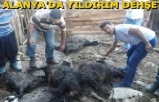 35 KEÇİ TELEF OLDU