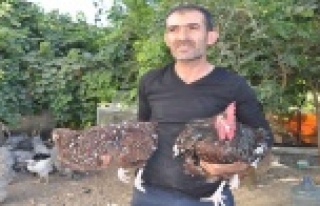 Hobi olarak ürettiği süs tavuklarını 2 bin TL'den...