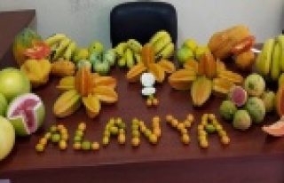 24 çeşit tropik meyve üretiyoruz