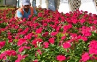 Alanya’ya 200 bin çiçek