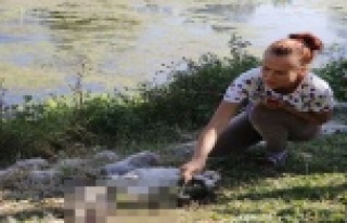 Antalya'da kedi katliamı