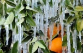 Meteorolojiden zirai don uyarısı