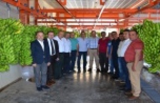 Muz üreticilerine müjde