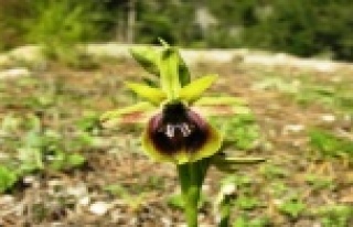 Orkide türleri tehlike altında