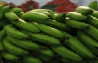 Susamından sonra muzuyla fuarda