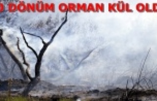 Torpil orman yaktı