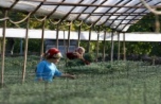 Arazi ve teşvik desteği bekliyorlar