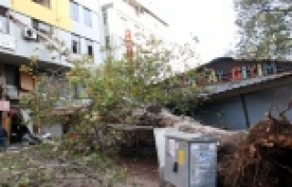 Fırtınaya dayanamayan asırlık çınar devrildi