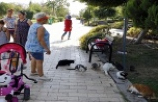 Kedi katliamlarına önlemler alınacak