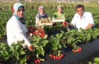 Komşuda çilek hasadı başladı